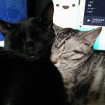 【画像】今日ねっこアレルギーって診断されたｗｗｗｗｗｗｗｗｗ